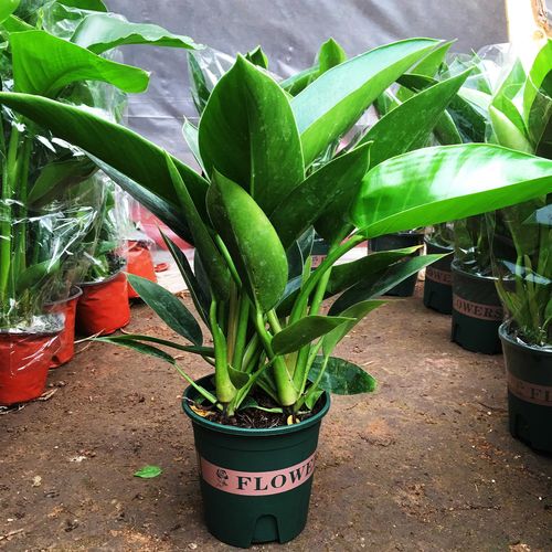 红钻花的风水作用，红钻花图片-第3张图片-优品飞百科