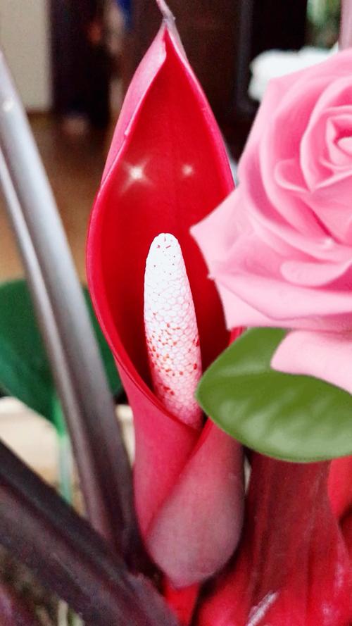 红钻花的风水作用，红钻花图片-第4张图片-优品飞百科