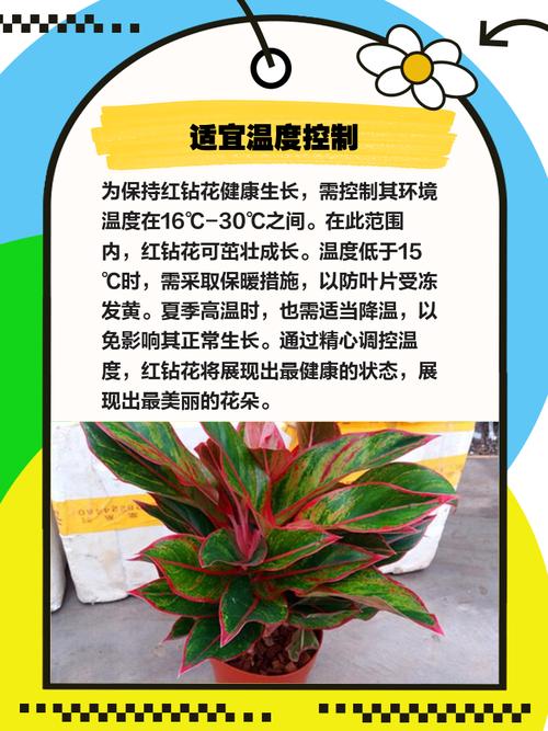 红钻花的风水作用，红钻花图片-第5张图片-优品飞百科