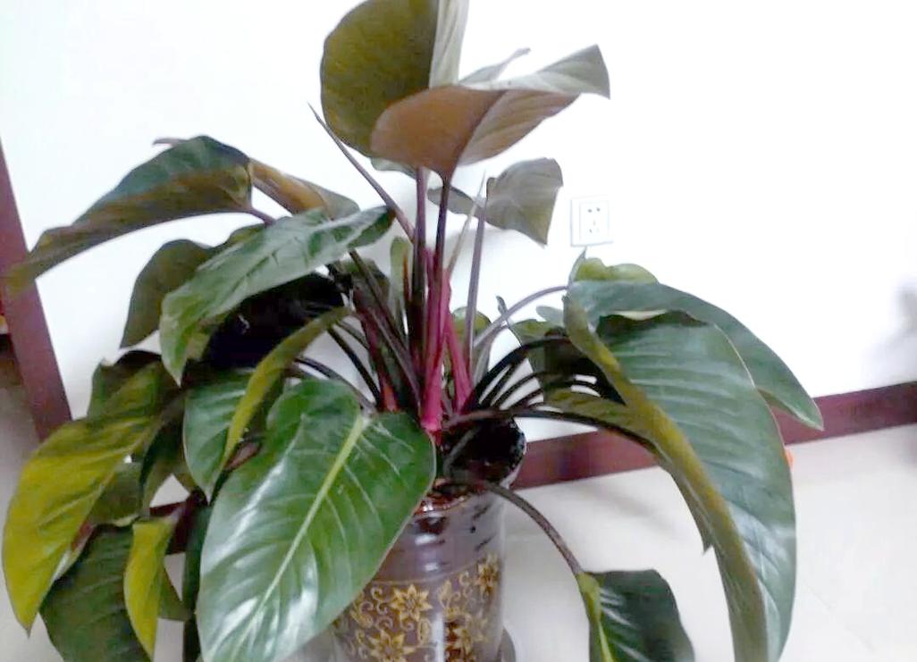 红钻花的风水作用，红钻花图片-第6张图片-优品飞百科