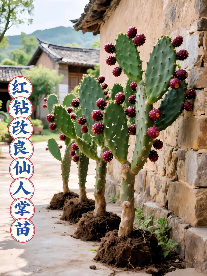 红钻花的风水作用，红钻花图片-第7张图片-优品飞百科