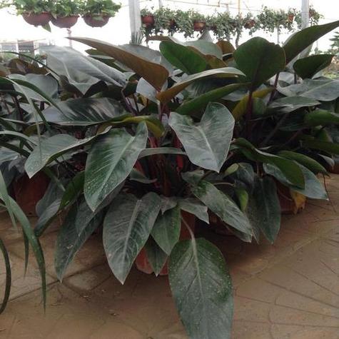 红钻花的风水作用，红钻花图片-第8张图片-优品飞百科