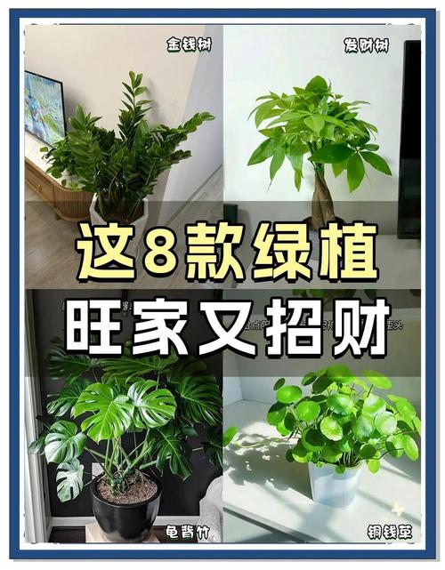 金钱树摆放禁忌，金钱树摆放有讲究吗？-第1张图片-优品飞百科