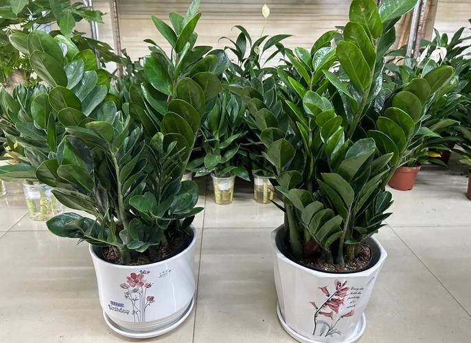 金钱树摆放禁忌，金钱树摆放有讲究吗？-第2张图片-优品飞百科