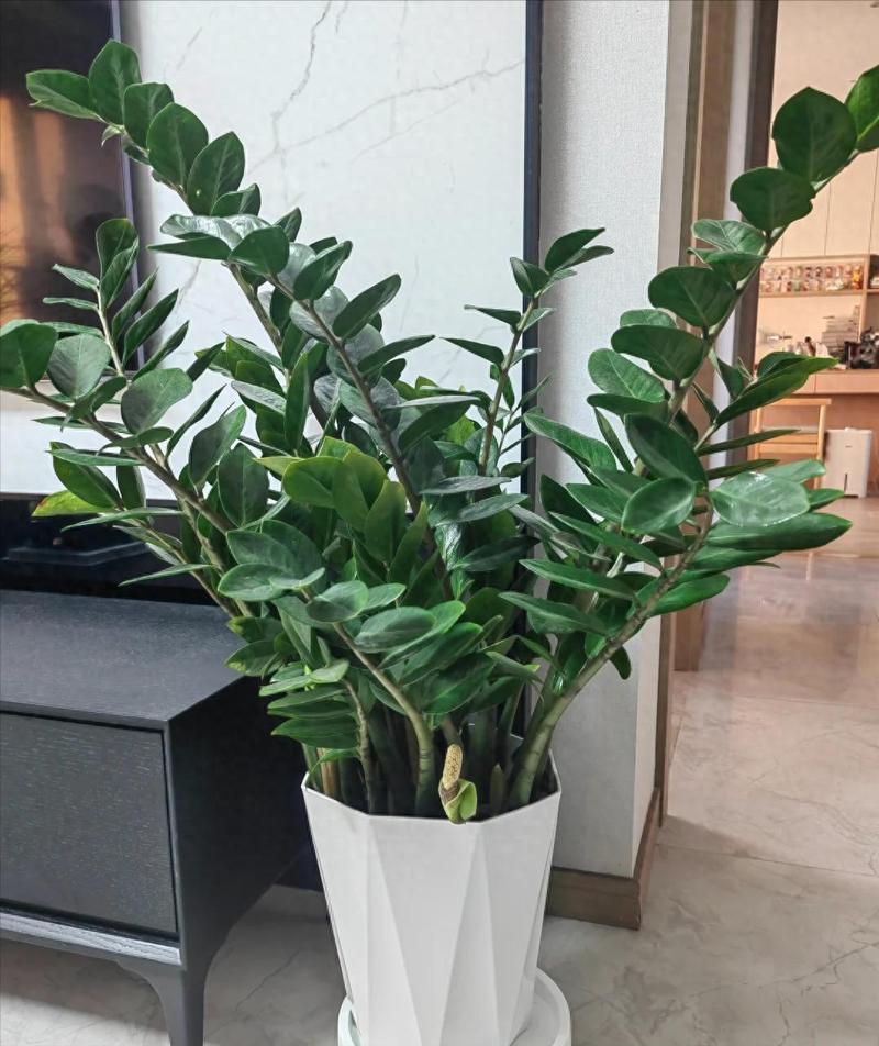 金钱树摆放禁忌，金钱树摆放有讲究吗？-第3张图片-优品飞百科