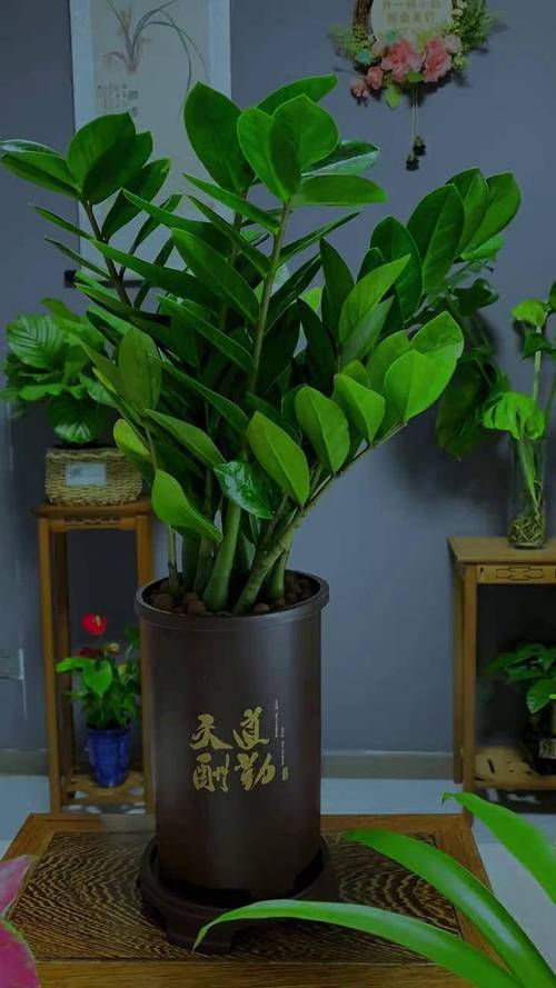 金钱树摆放禁忌，金钱树摆放有讲究吗？-第4张图片-优品飞百科