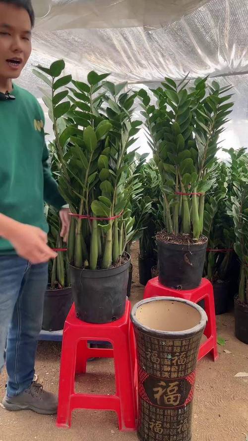 金钱树摆放禁忌，金钱树摆放有讲究吗？-第5张图片-优品飞百科