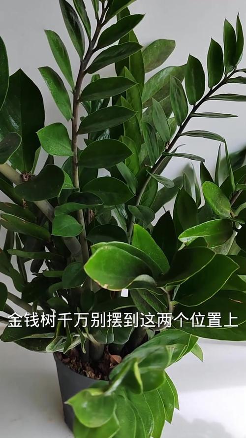 金钱树摆放禁忌，金钱树摆放有讲究吗？-第6张图片-优品飞百科