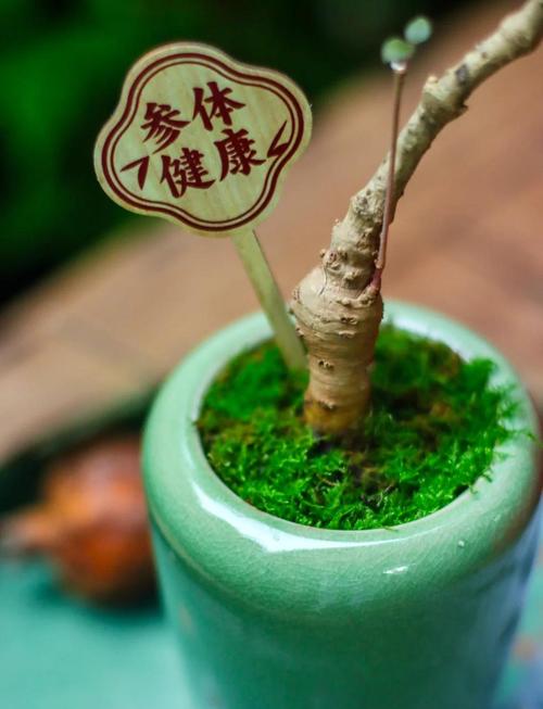 老人适合养什么花？老人家适合养什么植物？-第2张图片-优品飞百科