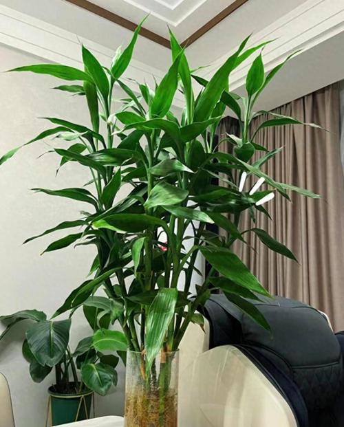 老人适合养什么花？老人家适合养什么植物？-第4张图片-优品飞百科