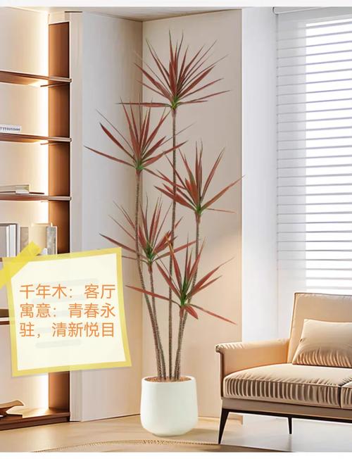 老人适合养什么花？老人家适合养什么植物？-第7张图片-优品飞百科