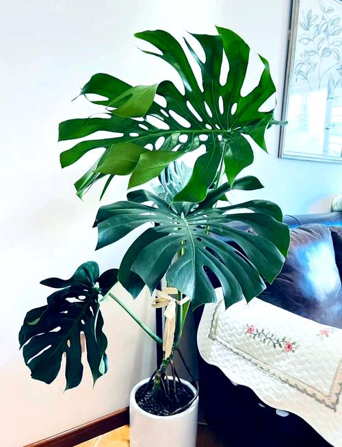 老人适合养什么花？老人家适合养什么植物？-第8张图片-优品飞百科