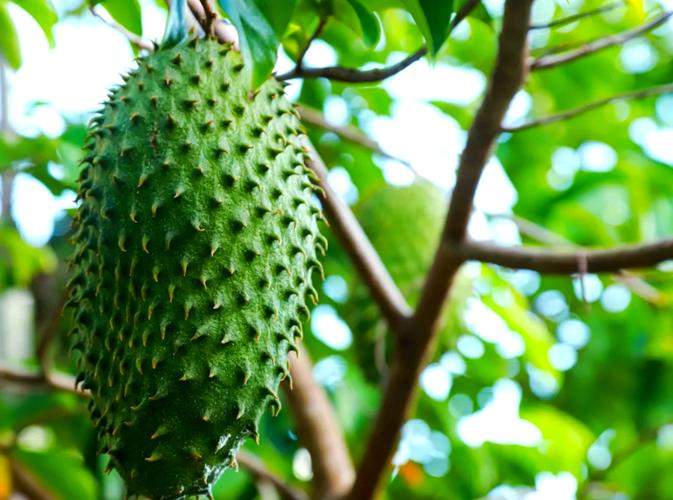 番荔枝的主要价值？番荔枝的营养？-第1张图片-优品飞百科