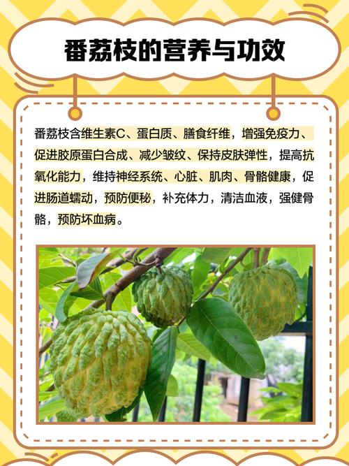 番荔枝的主要价值？番荔枝的营养？-第2张图片-优品飞百科