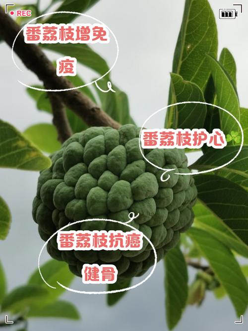 番荔枝的主要价值？番荔枝的营养？-第3张图片-优品飞百科