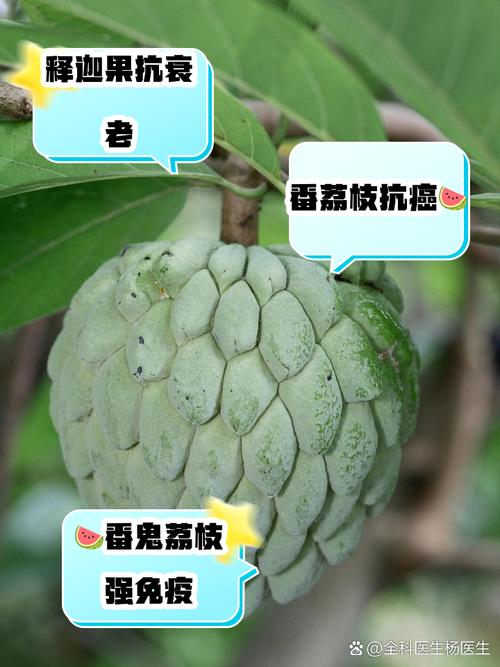 番荔枝的主要价值？番荔枝的营养？-第4张图片-优品飞百科