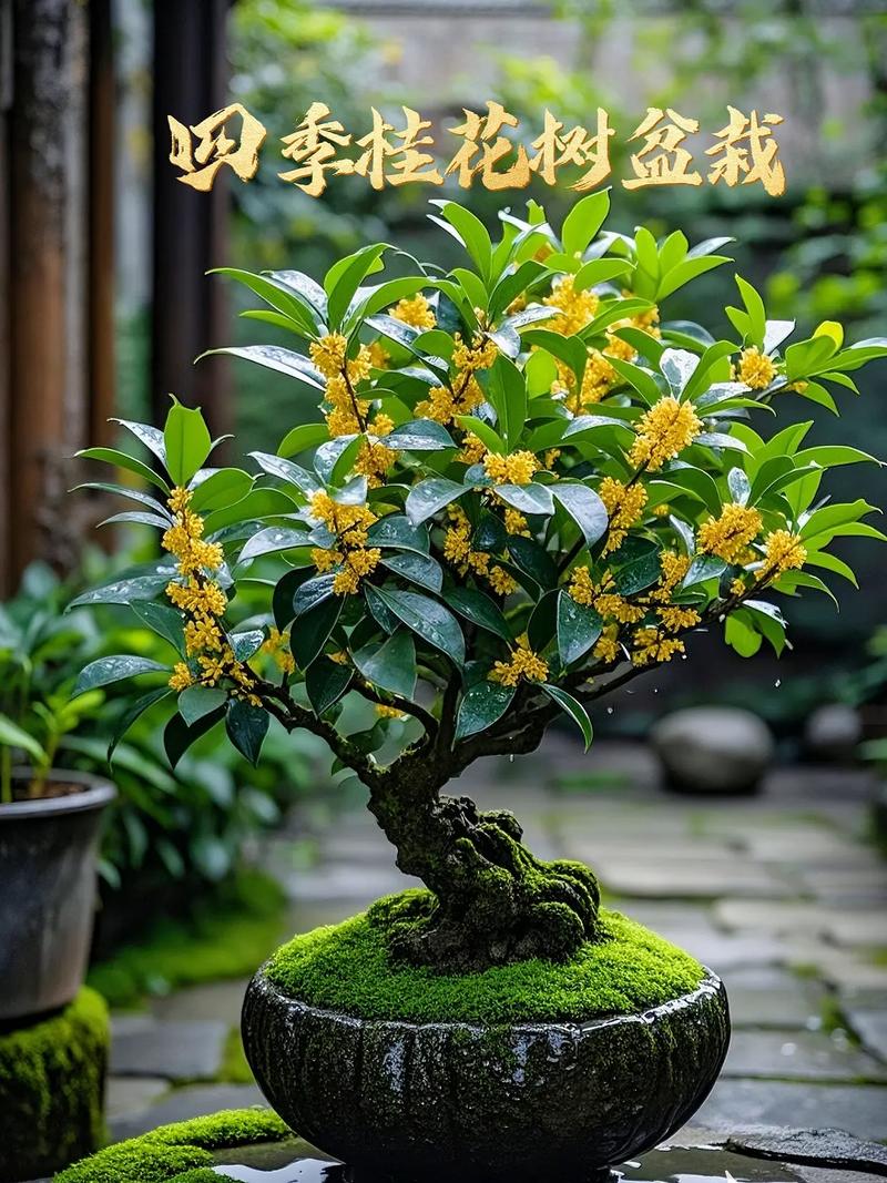 桂花养在家里风水好吗？桂花适合家里养吗?？-第2张图片-优品飞百科