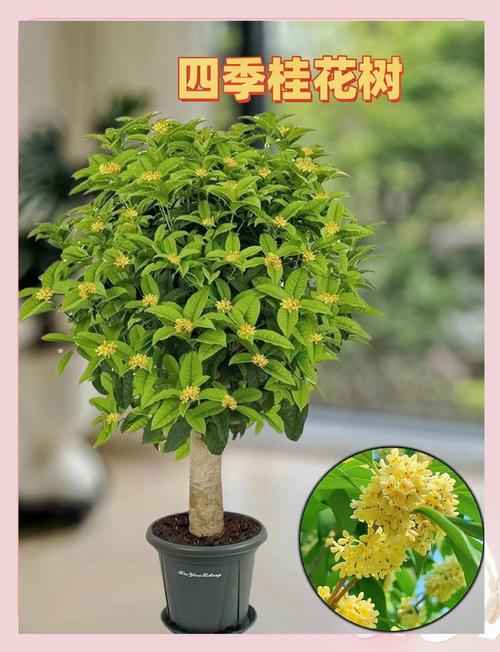 桂花养在家里风水好吗？桂花适合家里养吗?？-第3张图片-优品飞百科