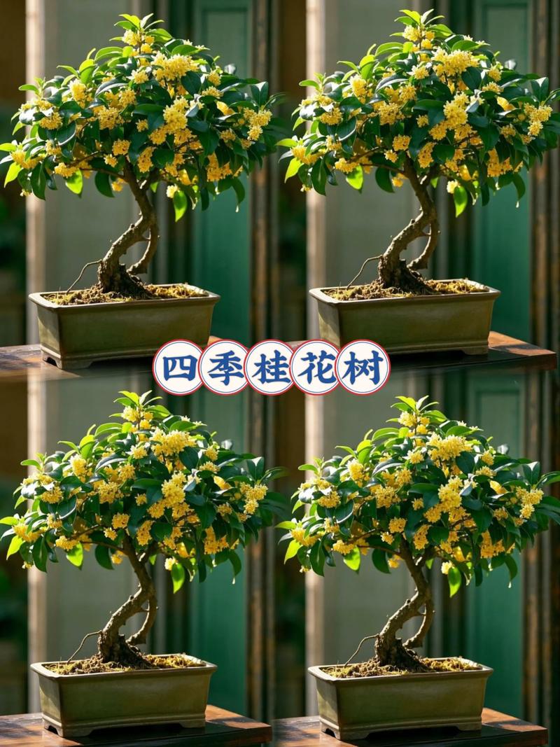 桂花养在家里风水好吗？桂花适合家里养吗?？-第5张图片-优品飞百科
