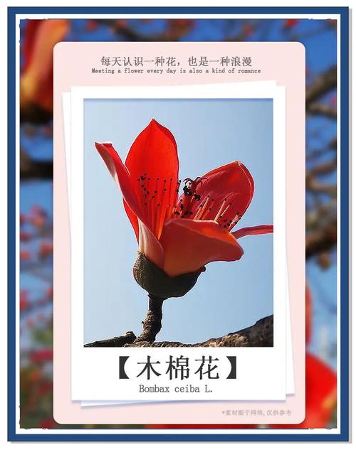 木棉花寓意,长安的荔枝木棉花寓意-第1张图片-优品飞百科 木棉花寓意,长安的荔枝木棉花寓意-第1张图片-优品飞百科