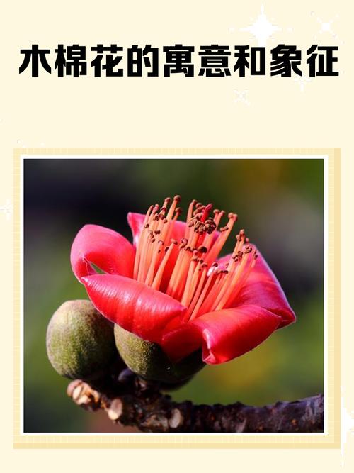 木棉花寓意,长安的荔枝木棉花寓意-第2张图片-优品飞百科 木棉花寓意,长安的荔枝木棉花寓意-第2张图片-优品飞百科