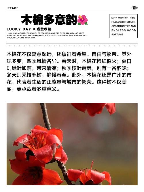 木棉花寓意,长安的荔枝木棉花寓意-第3张图片-优品飞百科 木棉花寓意,长安的荔枝木棉花寓意-第3张图片-优品飞百科