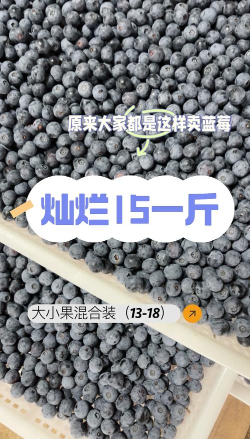 蓝莓多少钱一斤，蓝莓费用，蓝莓大概多少钱一斤-第1张图片-优品飞百科