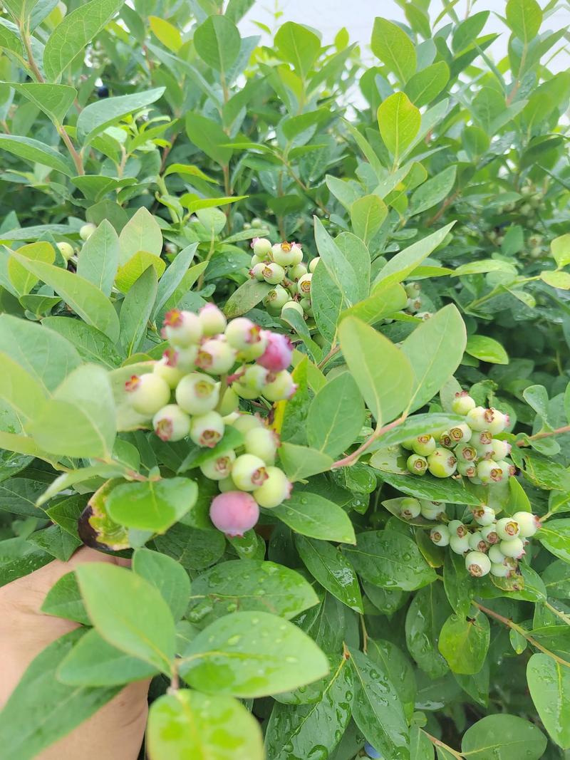 蓝莓多少钱一斤，蓝莓费用，蓝莓大概多少钱一斤-第3张图片-优品飞百科