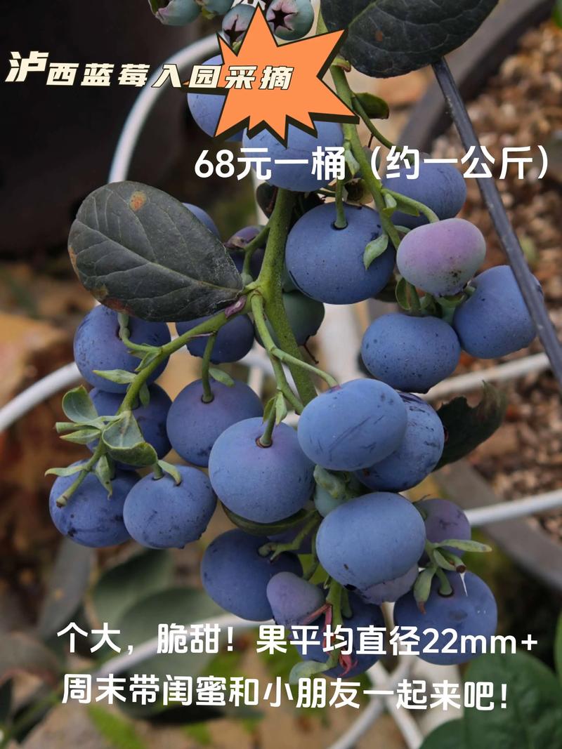 蓝莓多少钱一斤，蓝莓费用，蓝莓大概多少钱一斤-第4张图片-优品飞百科