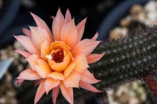 黄金钮的花语及传说？黄金钮几年开花？-第2张图片-优品飞百科