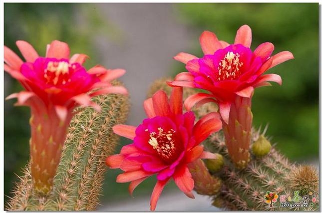 黄金钮的花语及传说？黄金钮几年开花？-第3张图片-优品飞百科