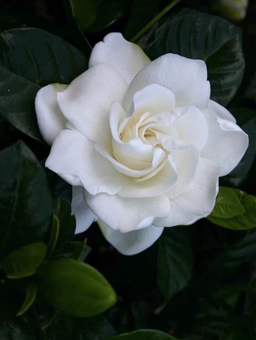 栀子花可以放在卧室吗，卧室放什么花好-第1张图片-优品飞百科