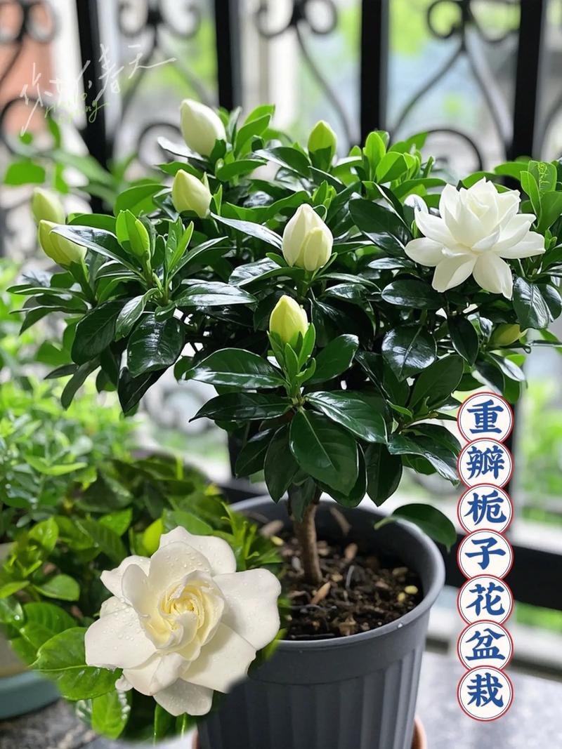 栀子花可以放在卧室吗，卧室放什么花好-第2张图片-优品飞百科