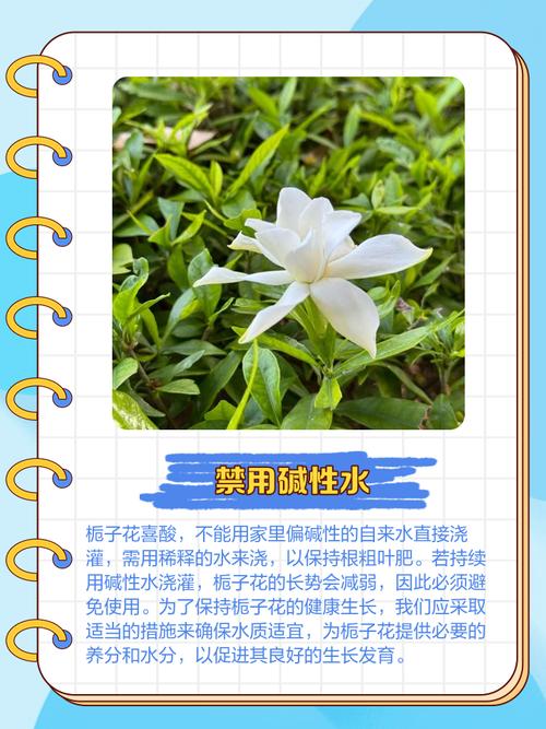 栀子花可以放在卧室吗，卧室放什么花好-第3张图片-优品飞百科