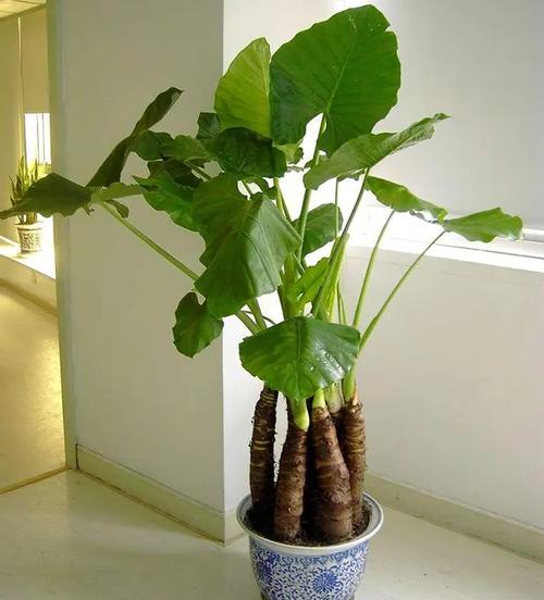 滴水观音能放在卧室吗？滴水观音适合放卧室吗?？-第1张图片-优品飞百科