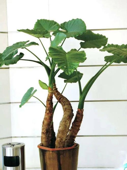 滴水观音能放在卧室吗？滴水观音适合放卧室吗?？-第3张图片-优品飞百科