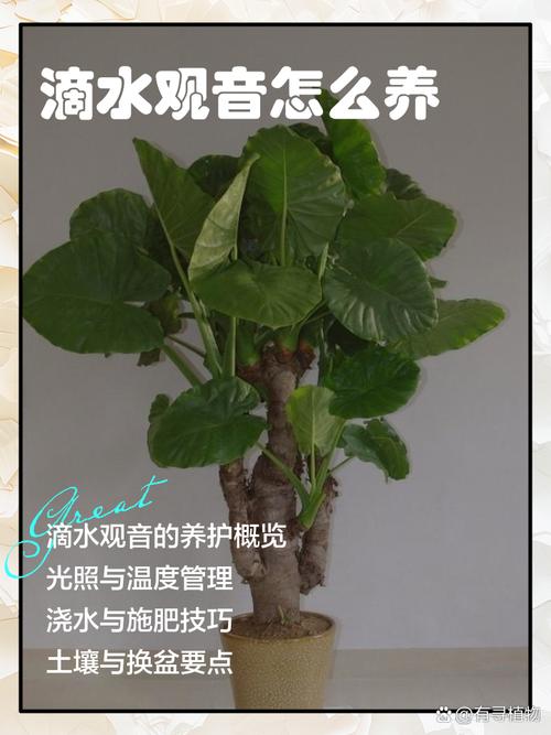 滴水观音能放在卧室吗？滴水观音适合放卧室吗?？-第4张图片-优品飞百科