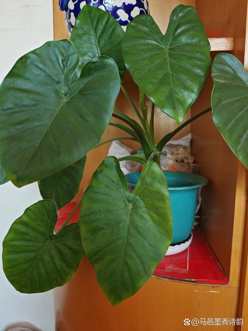 滴水观音能放在卧室吗？滴水观音适合放卧室吗?？-第5张图片-优品飞百科