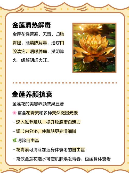 金莲花的作用，金莲花的作用与功效有哪些-第2张图片-优品飞百科