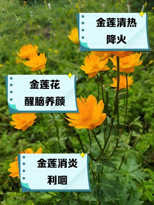 金莲花的作用，金莲花的作用与功效有哪些-第3张图片-优品飞百科