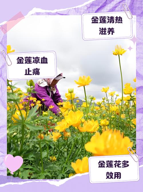 金莲花的作用，金莲花的作用与功效有哪些-第6张图片-优品飞百科