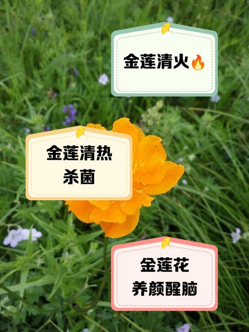 金莲花的作用，金莲花的作用与功效有哪些-第8张图片-优品飞百科