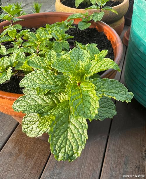 驱蚊草真的能驱蚊吗,驱蚊草真的能驱蚊吗?对人身体有害吗-第1张图片-优品飞百科 驱蚊草真的能驱蚊吗,驱蚊草真的能驱蚊吗?对人身体有害吗-第1张图片-优品飞百科