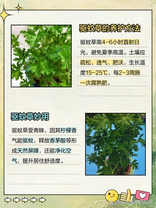 驱蚊草真的能驱蚊吗,驱蚊草真的能驱蚊吗?对人身体有害吗-第2张图片-优品飞百科 驱蚊草真的能驱蚊吗,驱蚊草真的能驱蚊吗?对人身体有害吗-第2张图片-优品飞百科