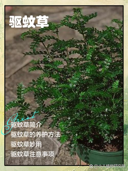 驱蚊草真的能驱蚊吗,驱蚊草真的能驱蚊吗?对人身体有害吗-第3张图片-优品飞百科 驱蚊草真的能驱蚊吗,驱蚊草真的能驱蚊吗?对人身体有害吗-第3张图片-优品飞百科