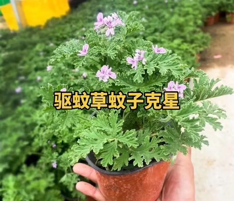 驱蚊草真的能驱蚊吗,驱蚊草真的能驱蚊吗?对人身体有害吗-第4张图片-优品飞百科 驱蚊草真的能驱蚊吗,驱蚊草真的能驱蚊吗?对人身体有害吗-第4张图片-优品飞百科