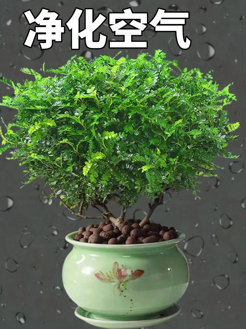 驱蚊草真的能驱蚊吗,驱蚊草真的能驱蚊吗?对人身体有害吗-第5张图片-优品飞百科 驱蚊草真的能驱蚊吗,驱蚊草真的能驱蚊吗?对人身体有害吗-第5张图片-优品飞百科