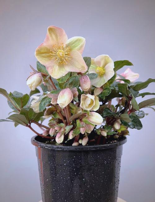 铁筷子的养殖方法和注意事项，铁筷子的养殖方法和注意事项视频？-第2张图片-优品飞百科