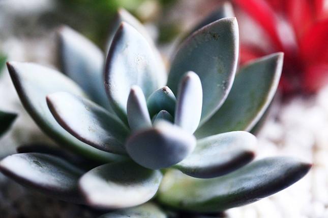 霜之朝的作用,霜之朝好度夏吗-第3张图片-优品飞百科 霜之朝的作用,霜之朝好度夏吗-第3张图片-优品飞百科