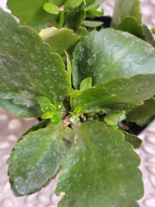 霜之朝的作用,霜之朝好度夏吗-第4张图片-优品飞百科 霜之朝的作用,霜之朝好度夏吗-第4张图片-优品飞百科